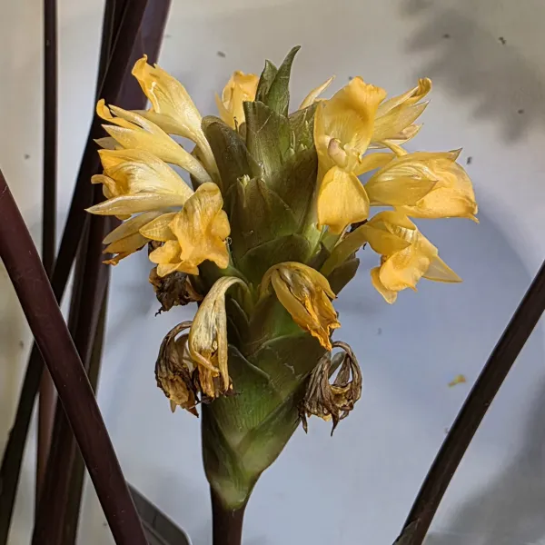 Goeppertia Helen Kennedy