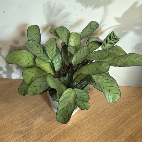 Ctenanthe Burle-Marxii 'Amagris'