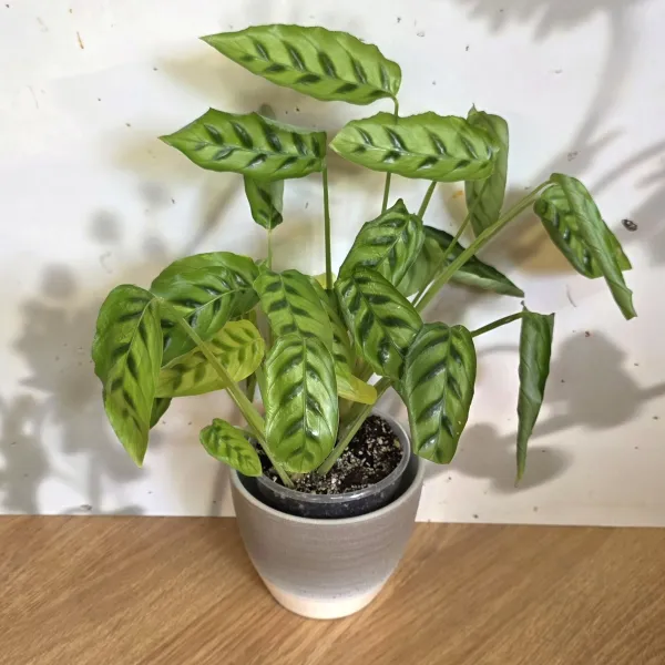 Goeppertia Concinna / Leopardina variegata
