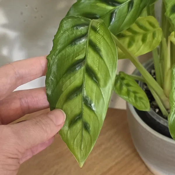 Goeppertia Concinna / Leopardina variegata