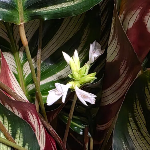 Goeppertia Makoyana