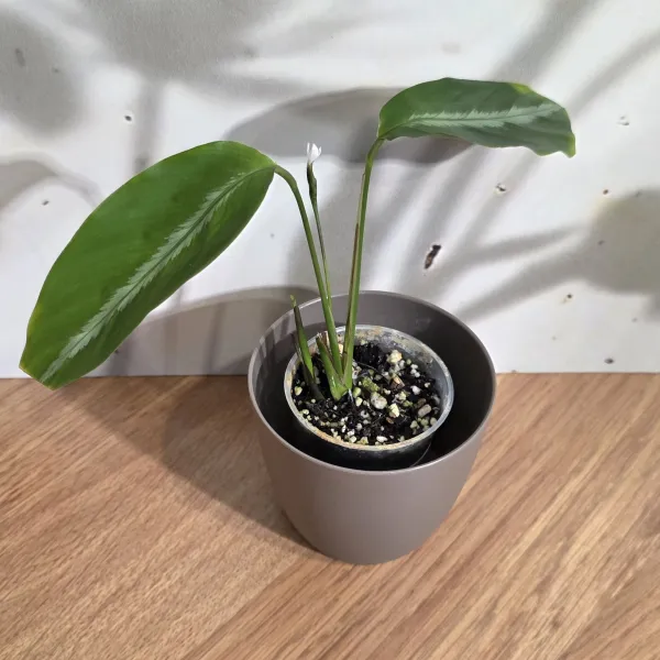 Goeppertia Micans 'Silver stripe'