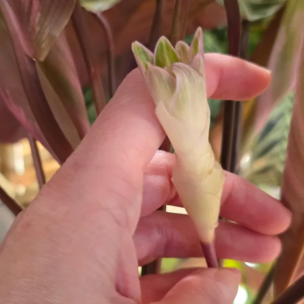 Goeppertia Roseopicta Hybrid 'Cora' x Loeseneri