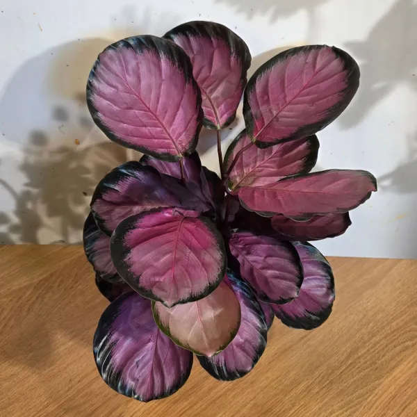 Goeppertia Roseopicta 'Crimson'