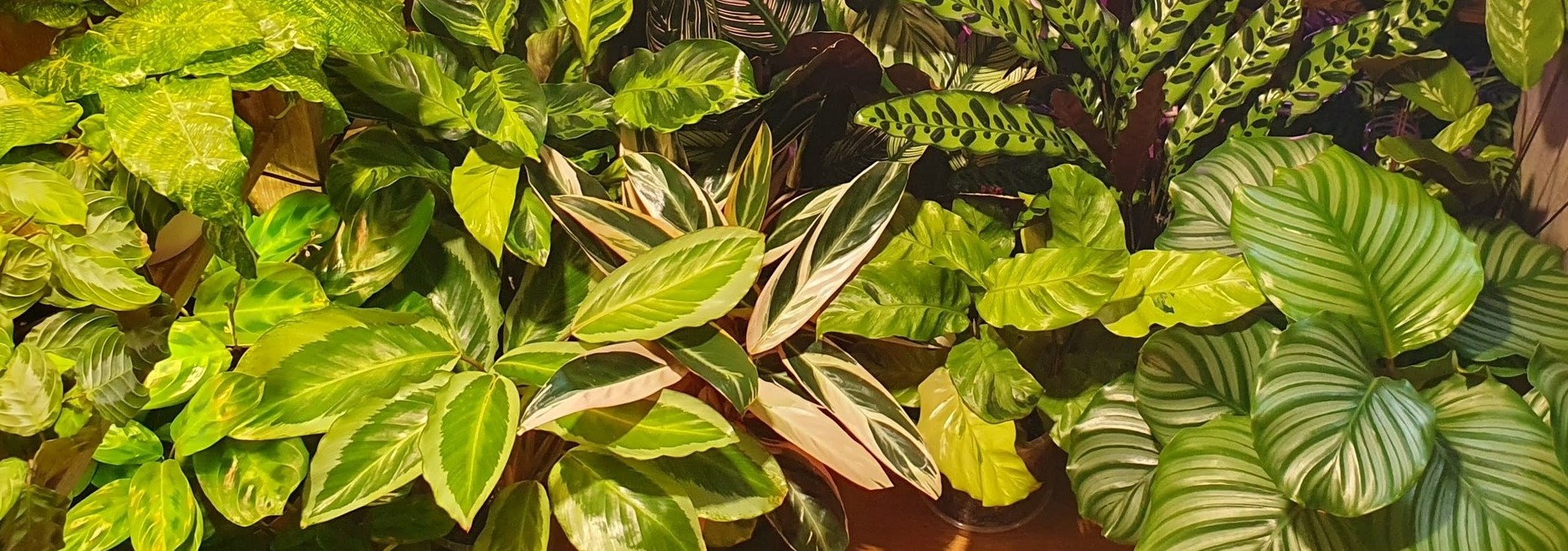 Mes tropiques belges